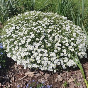 Arenaria montana Avalanche