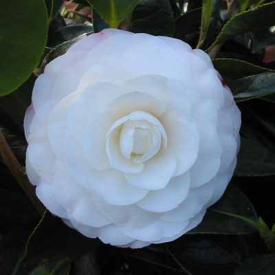 Camellia Commander Mulroy