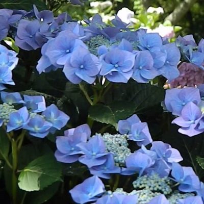 Hydrangea macrophylla Blaumeise - Image 2