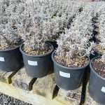 Lavender Grey Lady