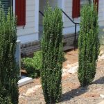 Ilex crenata Sky Pencil