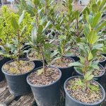 Laurus nobilis
