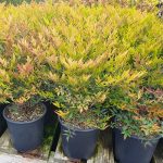 Nandina Gulfstream