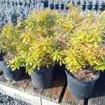 Pieris japonica Little Heath