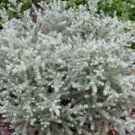 Westringia fruiticosa Smokey