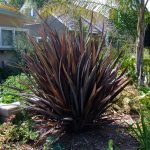 Phormium Dark Delight
