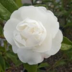Camellia sasanqua Early Pearly