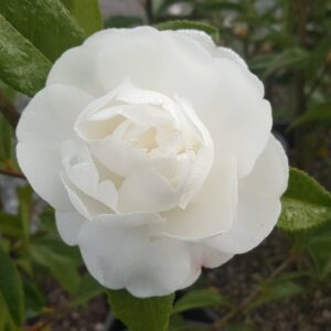 Camellia sasanqua Early Pearly