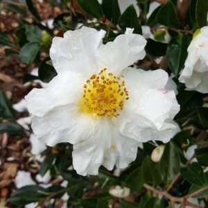 Camellia sasanqua Setsugekka