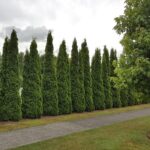 Thuya occidentalis Smaragd