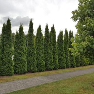 Thuya occidentalis Smaragd