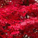 Acer palmatum Fireglow