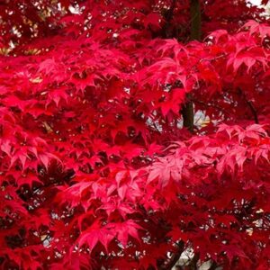 Acer palmatum Fireglow