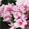 Azalea Betty Ann Voss