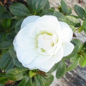 Azalea Bridal Bouquet