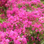 Azalea kurume Coccinea
