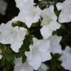 Azalea Fielders White