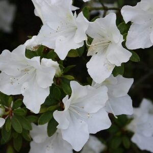 Azalea Fielders White