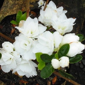 Azalea Gardenia Supreme
