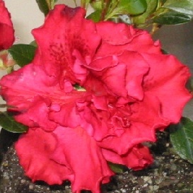 Azalea Goyet