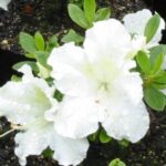 Azalea Gumpo White