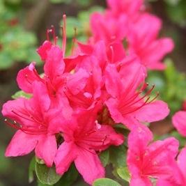 Azalea Hinode-giri
