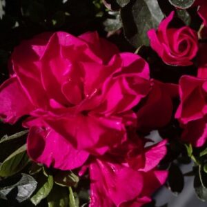 Azalea Mission Bells