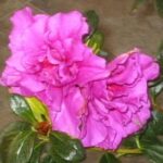 Azalea Pacific Twilight