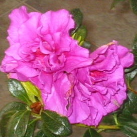 Azalea Pacific Twilight