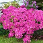 Azalea Purple Glitters