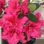Azalea Red Wings