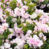 Azalea Silver Anniversary