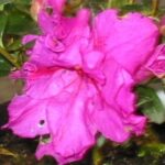 Azalea Violacea Multiflora