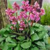 Bergenia cordifolia