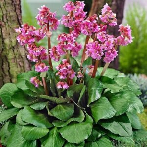Bergenia cordifolia