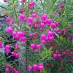 Boronia heterophylla