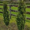 Buxus Graham Blandy
