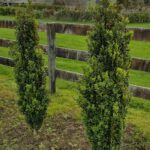 Buxus Graham Blandy