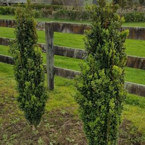 Buxus Graham Blandy