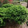 Buxus harlandii Richard