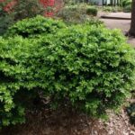 Buxus harlandii Richard