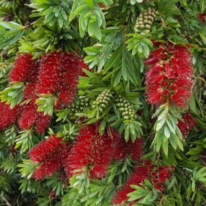 Callistemon Little John