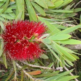 Callistemon Little John - Image 2