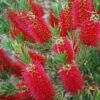 Callistemon Red Clusters