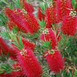 Callistemon Red Clusters
