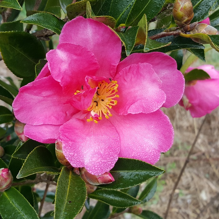 Camellia sasanqua Hiryū - Image 4
