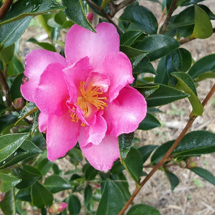 Camellia sasanqua Hiryū - Image 3