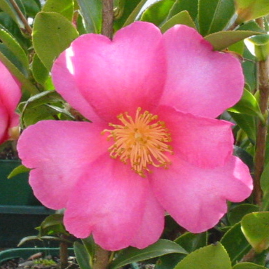 Camellia sasanqua Hiryū - Image 2