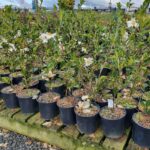 1.5Litre HP, 500-800mm