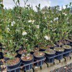 3.5Litre HP, 800-1000mm